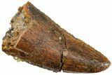 Serrated, Raptor Tooth - Real Dinosaur Tooth #224146-1